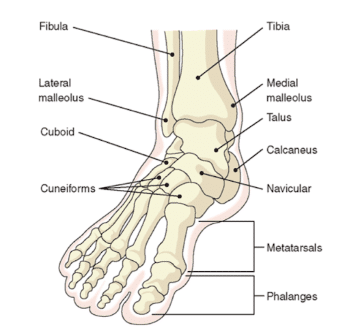 diagram of foot bones